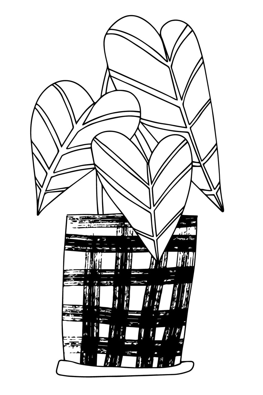 Urban Jungle - Houseplants, Succulents, Cacti & More