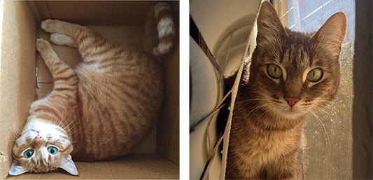 The Pets of C&T Publishing