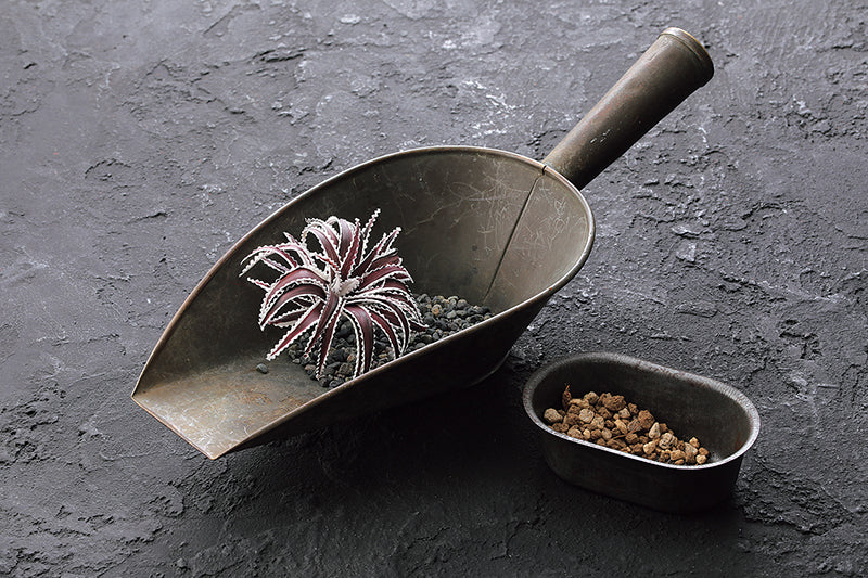 Clay Succulent Garden Digital Download