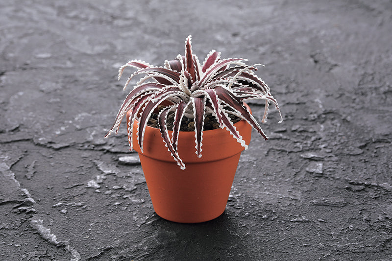Clay Succulent Garden Digital Download