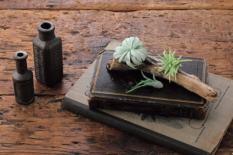 Clay Succulent Garden Digital Download