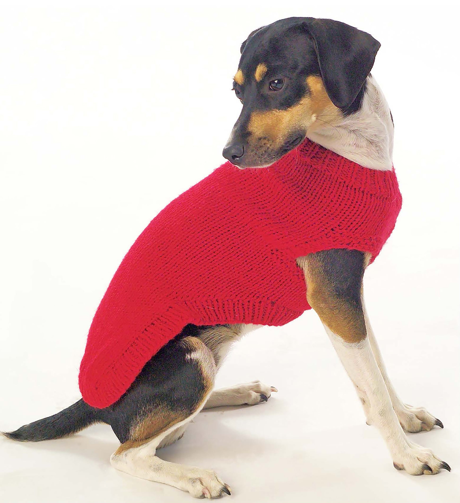 A black, white, and tan dog sits on a plain white background, looking back while wearing a bright red sweater made using Leisure Arts' "I Can't Believe I'm Knitting" guide for beginners.