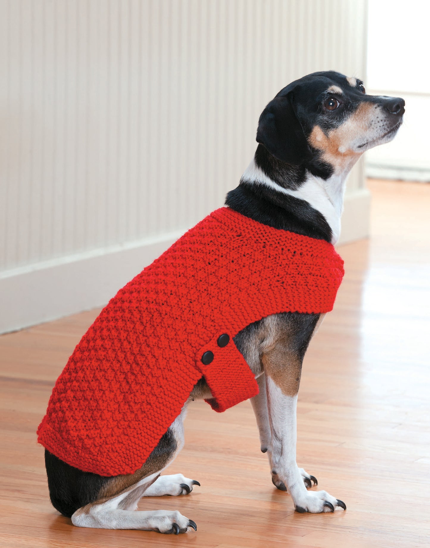 A black, white, and brown dog wears a bright red, buttoned sweater, an easy project inspired by “10-20-30 Minutes to Learn to Knit” from Leisure Arts—perfect for beginners. The dog sits on a wooden floor and looks upward in cozy style.
