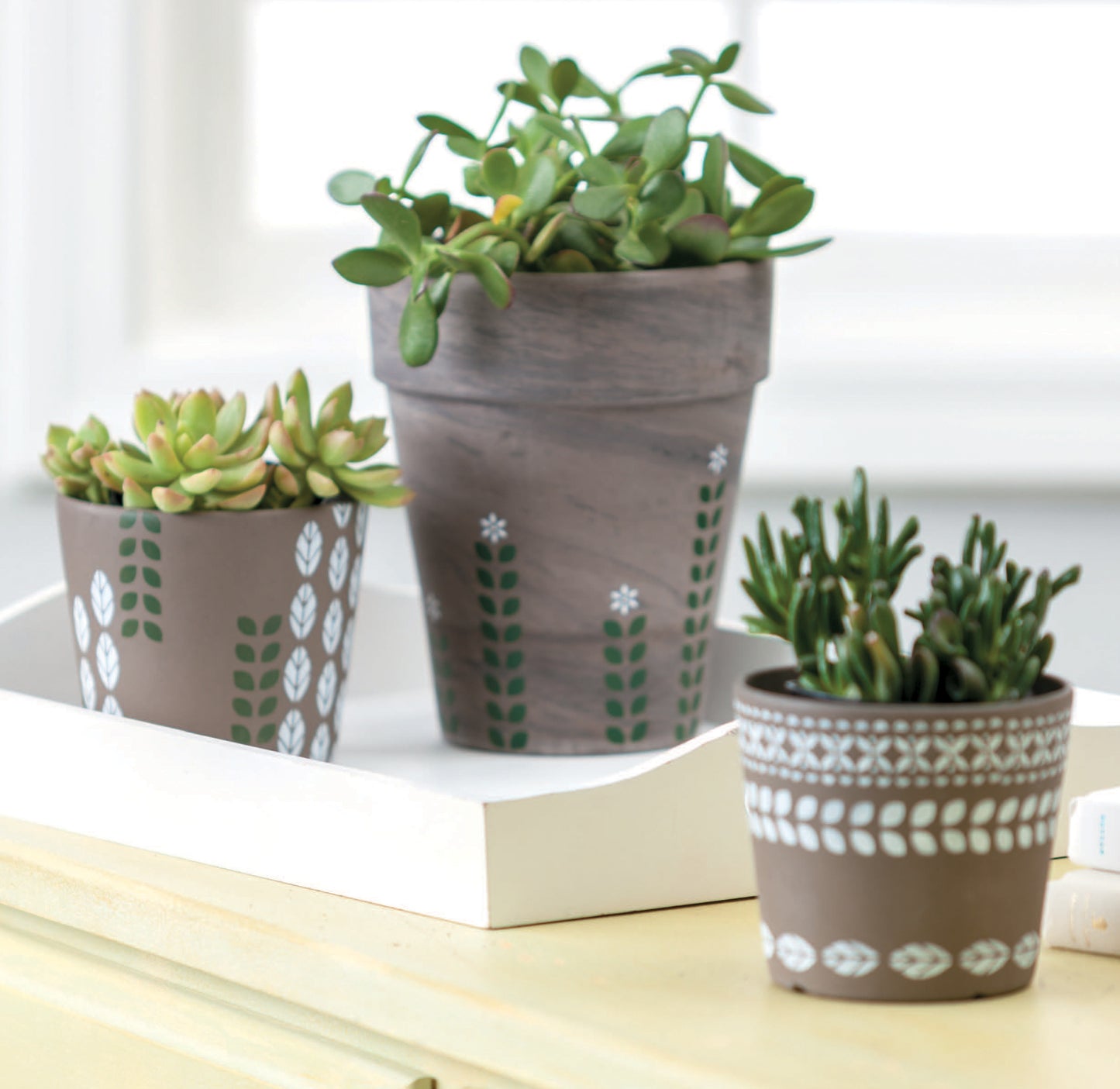 The Stenciling Basics Digital Download from Leisure Arts offers fresh style ideas, featuring small potted succulents in patterned brown pots on a white tray, perfect for brightening up your home decor.