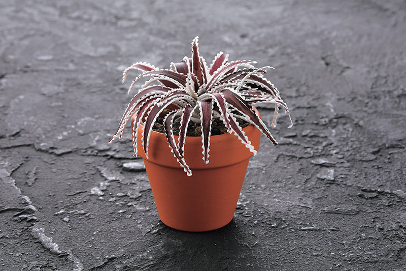 Clay Succulent Garden – C&T Publishing